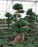 Ficus microcarpa compacta Bonsai 230, 250, 280, 320 