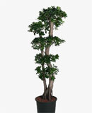Ficus microcarpa compacta Branched 170, 180 
