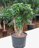 Ficus microcarpa compacta Branched boll 80-105 