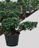 Ficus microcarpa compacta Cascade 100 