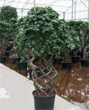 Ficus microcarpa compacta Open window extra 160-190  165 