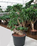 Ficus microcarpa compacta S type bonsai 90-110 