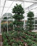 Ficus microcarpa compacta Stem 5 crowns stacked 275 