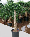 Ficus microcarpa compacta Stem boll 135-155 