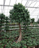 Ficus microcarpa compacta Stem pyramid 280 