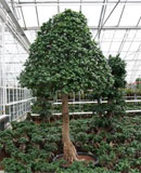 Ficus microcarpa compacta Stem pyramid 325 