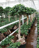 Ficus microcarpa compacta Umbrella 185, 200, 220 
