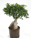 Ficus microcarpa ginseng bonsai 50, 95 