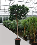 Ficus nitida compacta Stem 260, 330 