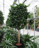Ficus nitida compacta Stem column 260, 375 