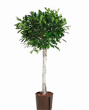 Ficus nitida Stem 120, 155, 170 