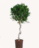 Ficus nitida Stem corkscrew 120 