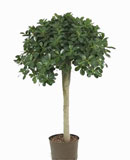 Ficus panda Stem 130 