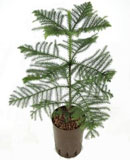 Araucaria hetrophylla 50 