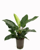 Philodendron imperial green 55 ��