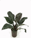 Philodendron imperial red 60 ��