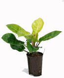 Philodendron lemon mandjari 50��