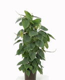 Philodendron scandens Column 60, 80 ��