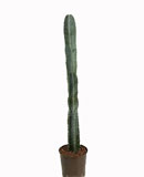 Pilosocereus azureus 110-140 120 ��