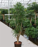 Pleomele anita Branched 120-300 ��