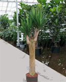 Yucca Stem branched 180 