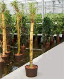 Bambusa vulgaris 175, 190 
