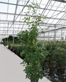 Corynocarpus leavigata 200-260 см..230 см