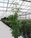 Corynocarpus leavigata 230 см