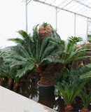 Cycas revoluta 200 см stem 160 см