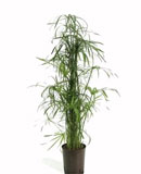 Cyperus alternifolius 70 см