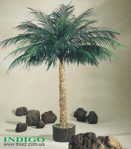Пальма Арека с натуральным стволом и стабилизированными листьями
