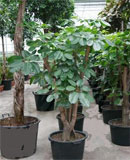 Schefflera amate Branched 200-240... 220 см