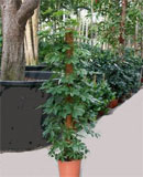 Schefflera arboricola On moss-pole 150 см