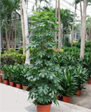 Schefflera arboricola Tuft 170 см