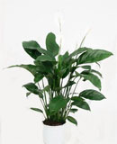Spathiphyllum figaro Bush 100 см