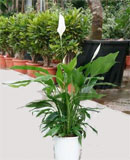 Spathiphyllum verdi 75 см