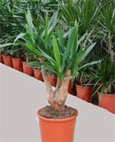Yucca elephantipes Branched 95, 250 