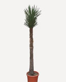 Yucca filifera Stem 200 