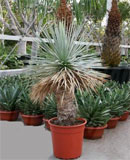 Yucca rostrata Stem 85-325 