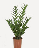 Zamioculcas zamiifolia Tuft 50 