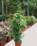 Ficus naomi gold  Tuft 170 