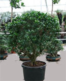 Ficus nitida compacta Boll 160 