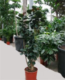 Aralia (polyscias) fabian Branched 180, 210 см