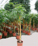 Bambusa vulgaris Stem 90-110 см 180 см