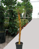 Bambusa vulgaris Stem 125-400 см