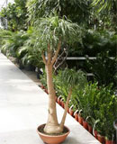 Beaucarnea recurvata Branched 80, 95, 110 см