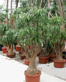 Beaucarnea recurvata Branched 150, 180, 200 см