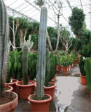 Cereus azur 100-130 см Stem 115 см