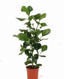 Clusia rosea Bush 130 см