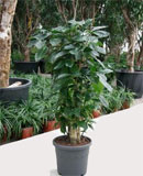 Coffea arabica Branched 140, 160 см